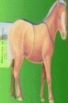 PONI MASCOTAS DE BOLSILLO | 9788495706140 | BAMPTON, BOB