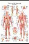 SISTEMA MUSCULAR POSTER | 9788492716937 | JIMENEZ HERNANDEZ,MIGUEL